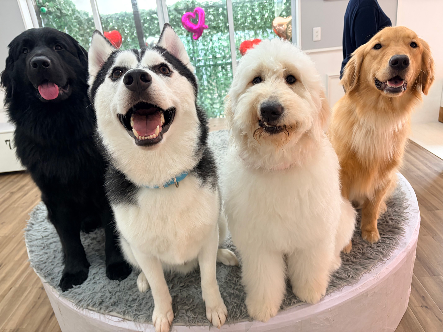 人が好きなPawsFanのワンちゃんたち