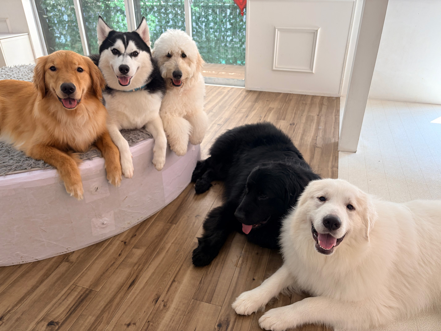 大型犬カフェPawsFanの店内