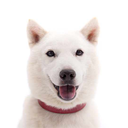 カイキくん 北海道犬
