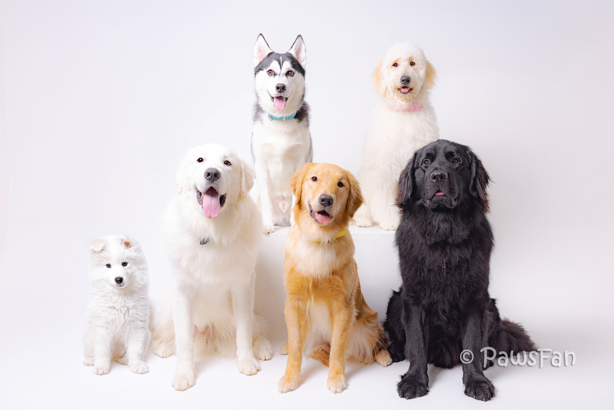 大型犬カフェPawsFanのレギュラーワンちゃんたち